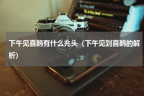下午见喜鹊有什么兆头（下午见到喜鹊的解析）