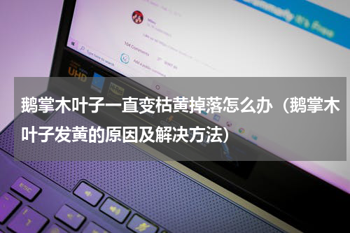鹅掌木叶子一直变枯黄掉落怎么办（鹅掌木叶子发黄的原因及解决方法）