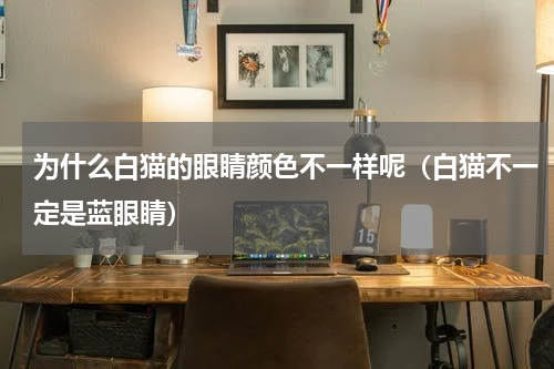 为什么白猫的眼睛颜色不一样呢（白猫不一定是蓝眼睛）