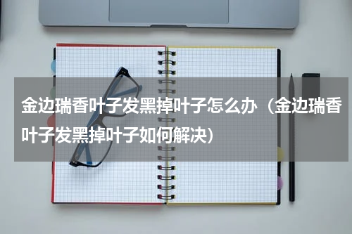 金边瑞香叶子发黑掉叶子怎么办（金边瑞香叶子发黑掉叶子如何解决）