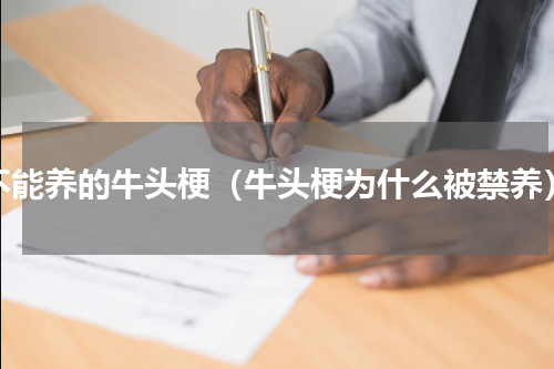 不能养的牛头梗（牛头梗为什么被禁养）