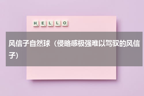 风信子自然球（侵略感极强难以驾驭的风信子）