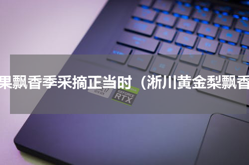 梨果飘香季采摘正当时（淅川黄金梨飘香）