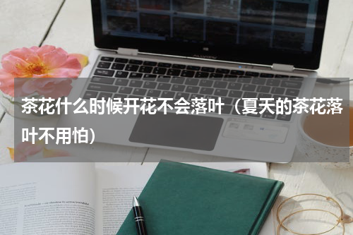 茶花什么时候开花不会落叶（夏天的茶花落叶不用怕）