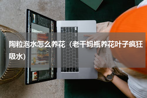 陶粒泡水怎么养花（老干妈瓶养花叶子疯狂吸水）