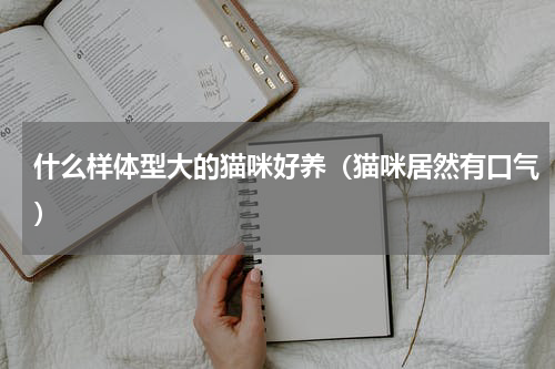 什么样体型大的猫咪好养（猫咪居然有口气）