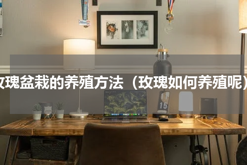 玫瑰盆栽的养殖方法（玫瑰如何养殖呢）