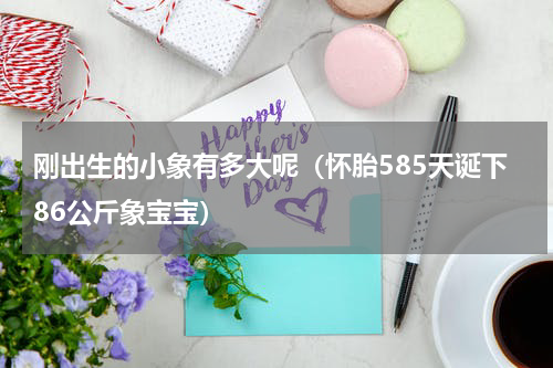 刚出生的小象有多大呢（怀胎585天诞下86公斤象宝宝）