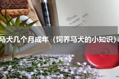 马犬几个月成年（饲养马犬的小知识）