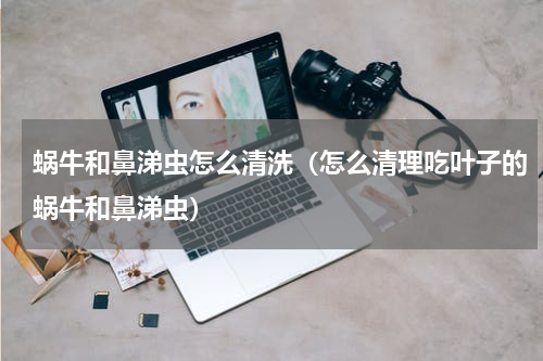 蜗牛和鼻涕虫怎么清洗（怎么清理吃叶子的蜗牛和鼻涕虫）