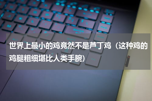世界上最小的鸡竟然不是芦丁鸡（这种鸡的鸡腿粗细堪比人类手腕）