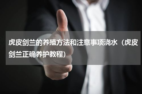 虎皮剑兰的养殖方法和注意事项浇水（虎皮剑兰正确养护教程）