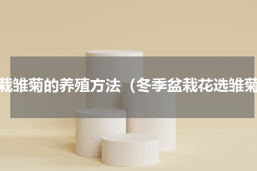 盆栽雏菊的养殖方法（冬季盆栽花选雏菊）