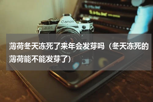 薄荷冬天冻死了来年会发芽吗（冬天冻死的薄荷能不能发芽了）