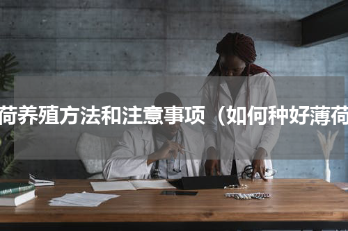薄荷养殖方法和注意事项（如何种好薄荷）