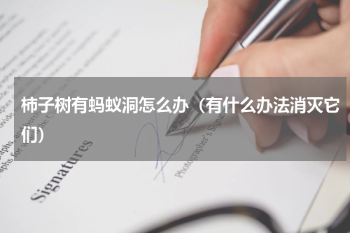 柿子树有蚂蚁洞怎么办（有什么办法消灭它们）