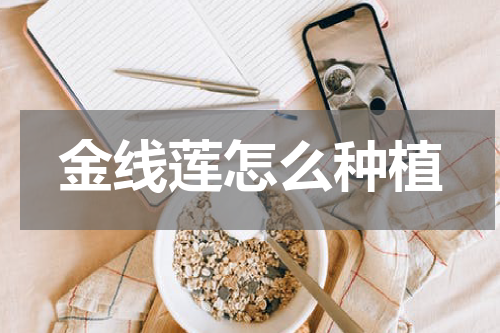 金线莲怎么种植