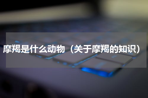 摩羯是什么动物（关于摩羯的知识）