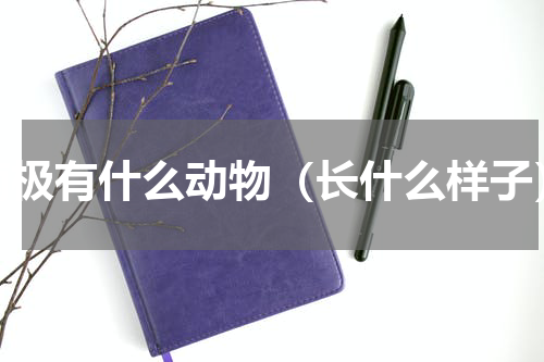 南极有什么动物（长什么样子）