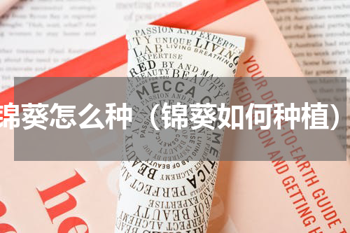 锦葵怎么种（锦葵如何种植）
