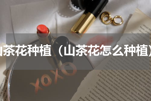 山茶花种植（山茶花怎么种植）