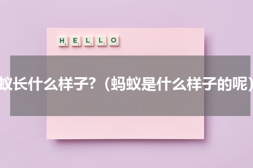 蚂蚁长什么样子?（蚂蚁是什么样子的呢）
