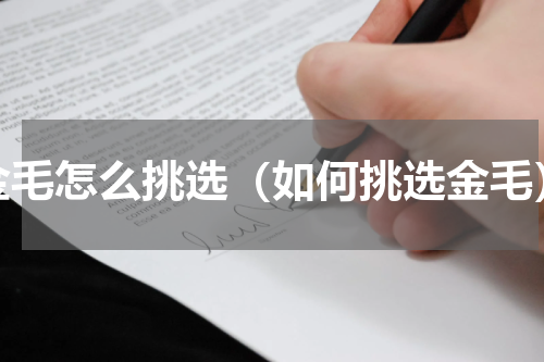 金毛怎么挑选（如何挑选金毛）