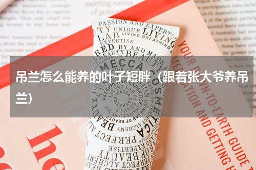 吊兰怎么能养的叶子短胖（跟着张大爷养吊兰）