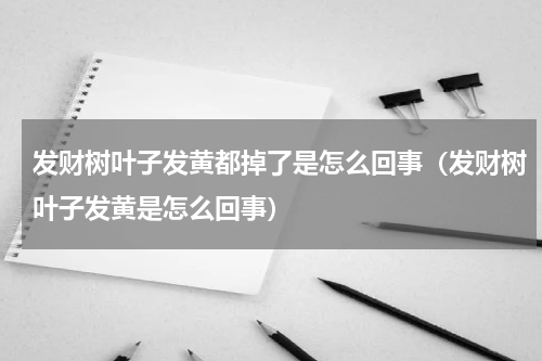 发财树叶子发黄都掉了是怎么回事（发财树叶子发黄是怎么回事）