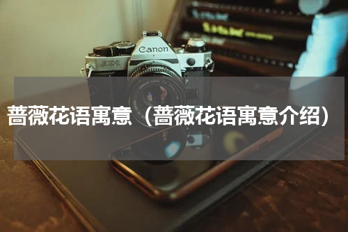 蔷薇花语寓意（蔷薇花语寓意介绍）