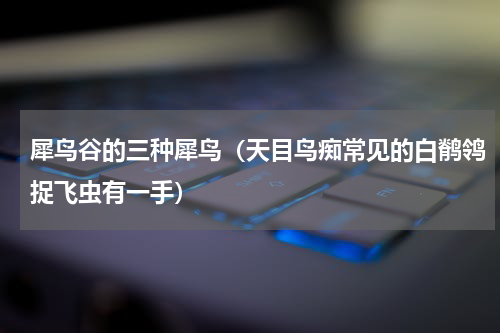 犀鸟谷的三种犀鸟（天目鸟痴常见的白鹡鸰捉飞虫有一手）
