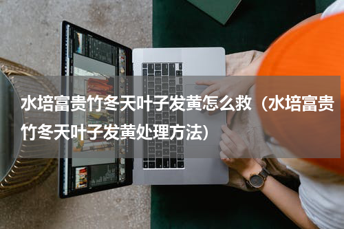 水培富贵竹冬天叶子发黄怎么救（水培富贵竹冬天叶子发黄处理方法）