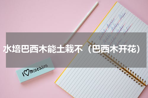水培巴西木能土栽不（巴西木开花）