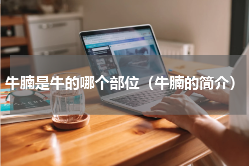 牛腩是牛的哪个部位（牛腩的简介）