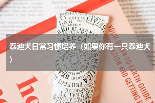 泰迪犬日常习惯培养（如果你有一只泰迪犬）