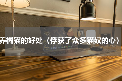 养橘猫的好处（俘获了众多猫奴的心）