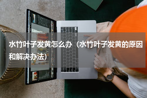 水竹叶子发黄怎么办（水竹叶子发黄的原因和解决办法）