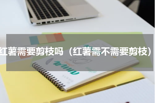 红薯需要剪枝吗（红薯需不需要剪枝）