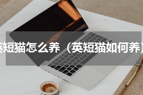 英短猫怎么养（英短猫如何养）