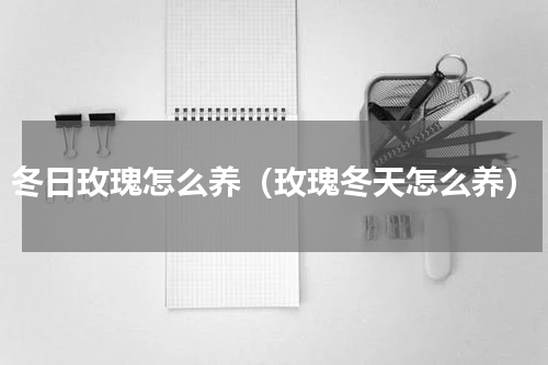 冬日玫瑰怎么养（玫瑰冬天怎么养）