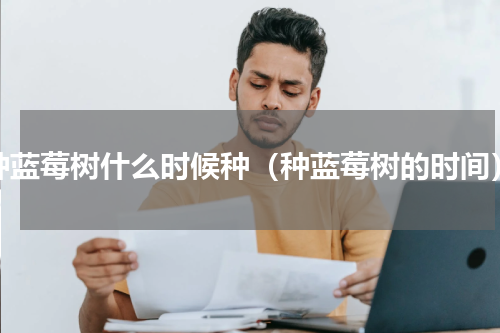 种蓝莓树什么时候种（种蓝莓树的时间）