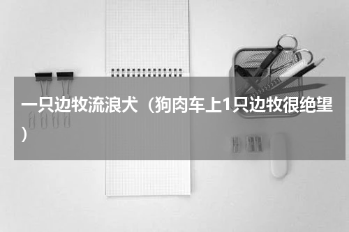 一只边牧流浪犬（狗肉车上1只边牧很绝望）