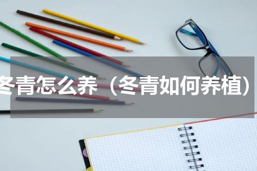 冬青怎么养（冬青如何养植）