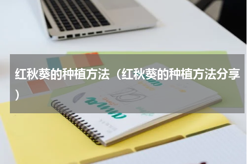 红秋葵的种植方法（红秋葵的种植方法分享）