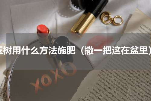 玉树用什么方法施肥（撒一把这在盆里）
