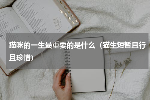 猫咪的一生最重要的是什么（猫生短暂且行且珍惜）