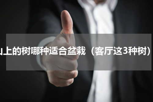 山上的树哪种适合盆栽（客厅这3种树）