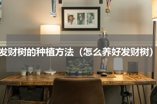 发财树的种植方法（怎么养好发财树）