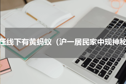 高压线下有黄蚂蚁（沪一居民家中现神秘）