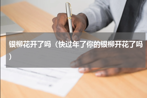 银柳花开了吗（快过年了你的银柳开花了吗）